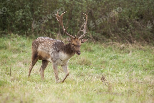 Preview: Fallow deer walking on green meadow in autumn nature