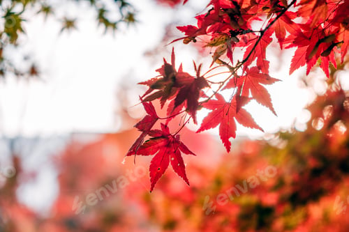 Preview: Red Maple leaves in corridor garden with blurred sunlight