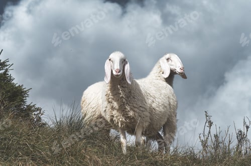 Preview: Two Sheep Grazing Peacefully in a Rural Field