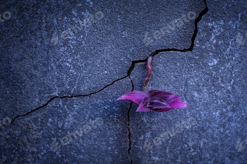 Preview: Purple young tree plant growing through the cracked concrete floor