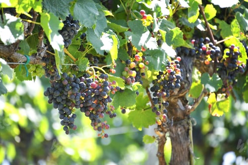 Preview: Clusters of luscious red grapes at the point of veraison ripening in the summer sunlight