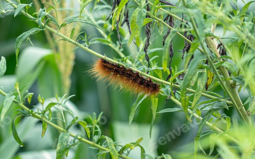 Preview: Closeup view of inset caterpillar