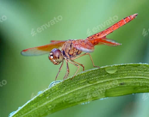 Preview: Ditch jewel dragonfly perched on the edge of a green blade of grass