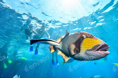 Preview: snorkeling in the coral sea with a trigger fish