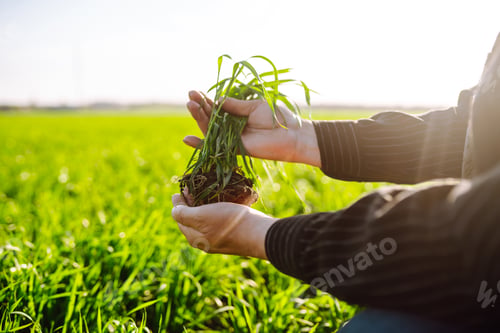 Preview: Young green wheat sprout in the hands of a farmer. Agriculture, gardening or ecology concept.