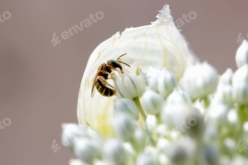 Preview: Bee pollinating onion flower