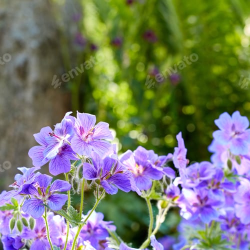 Preview: Summer garden
