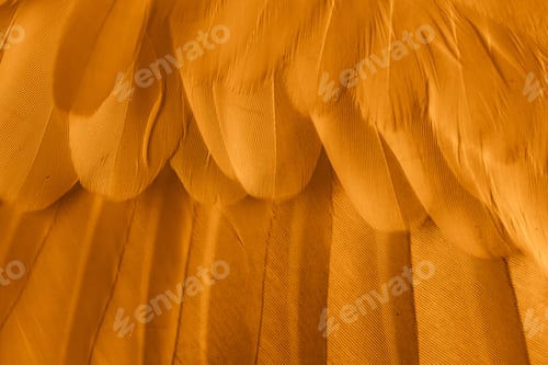 Preview: orange feather pigeon macro photo. texture or background