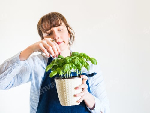 Preview: Young woman holding pot with baby basil sprouts