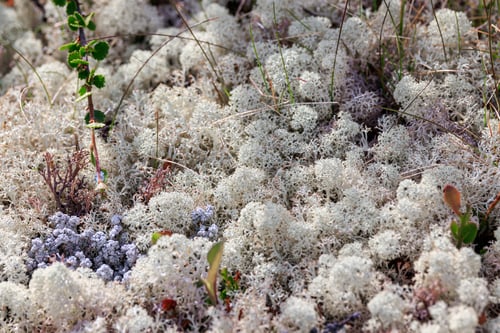 Preview: Arctic Tundra lichen moss close-up. Cladonia rangiferina, also known as reindeer cup lichen.