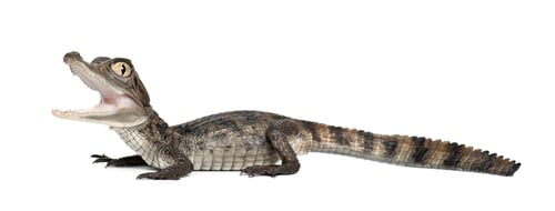 Preview: Spectacled Caiman, Caiman crocodilus, also known as a the White Caiman