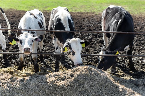 Preview: Little calves pose inside the cowshed. Close-up of a young calf, a newborn cow.