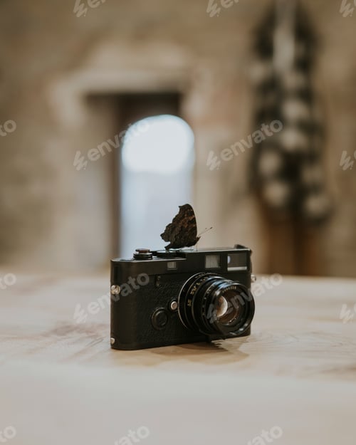 Preview: Butterfly on film camera, nature aesthetic