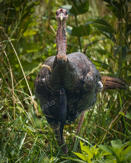 Preview: Wild Turkey