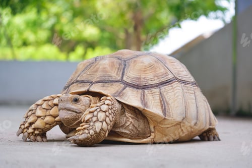 Preview: Sulcata Tortoise inside of concrete pond in a farm