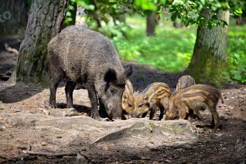 Preview: Wild boar family with striped piglets in the forest
