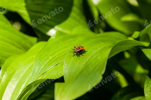 Preview: Green leaves with a red insect