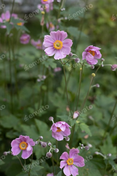 Preview: Flowers of Japanese Anemone or Grapeleaf Anemone in the symmer garden. anemone. Anemone hupehensis