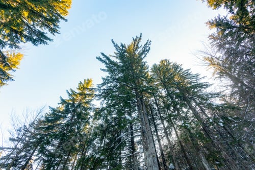 Preview: View from below the tops of pine trees against the sky.