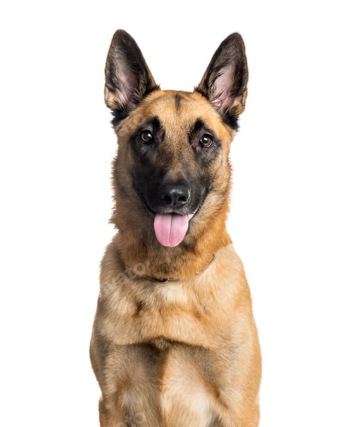 Preview: Close-up of a mixed-breed Dog panting, cut out