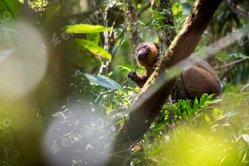 Preview: Golden Bamboo Lemur (Hapalemur aureus), Ranomafana National Park, Haute Matsiatra Region, Madagascar