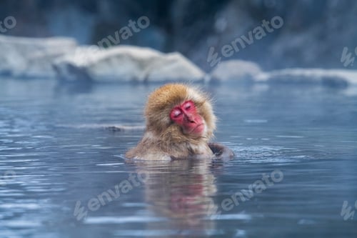 Preview: Snow monkey (Japanese Macaque) in a hot water, Nagano, Japan