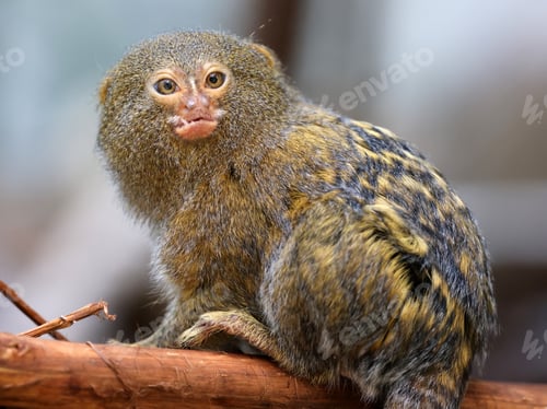 Preview: The western pygmy marmoset (Cebuella pygmaea)