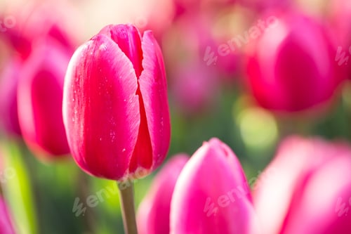 Preview: Red And Pink Tulips Growing In A Garden Bed In Spring