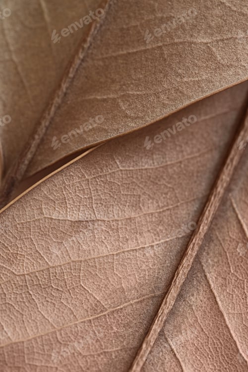 Preview: Mocha Mousse. natural background - beige autumn dry leaf with veins close up