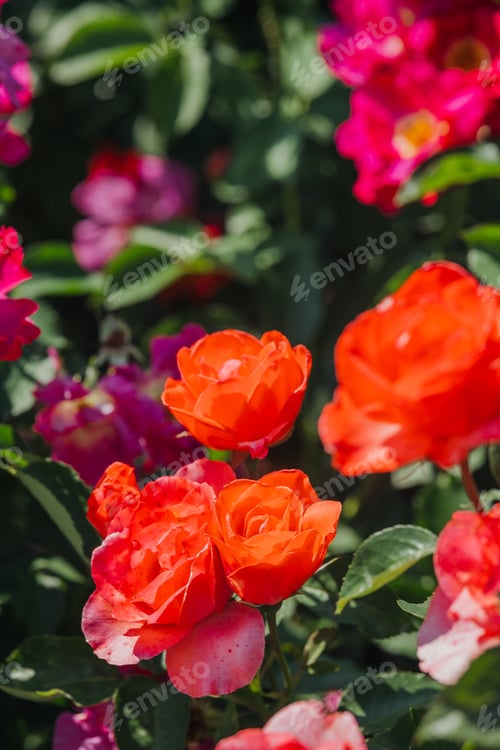 Preview: Vibrant orange and pink roses blooming in a sunny garden on a warm afternoon