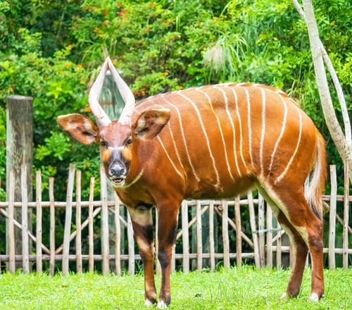 Vista previa: Antílope bongo de aspecto serio (Tragelaphus eurycerus) en el campo mirando a la cámara