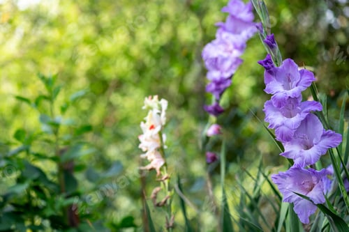 Preview: Purple Gladiolus flower in garden. Beautiful gladiolus flower over blurred green background