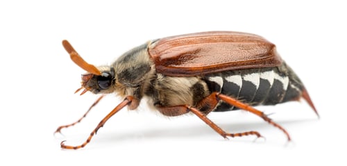 Preview: Side view of Male Cockchafer, Melolontha melolontha, also known as May bug, Mitchamador, Billy witch