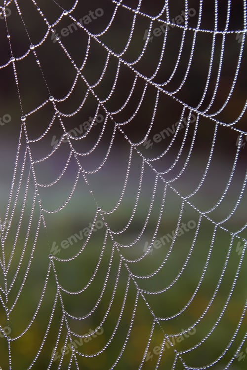 Preview: Morning dew on spider webs