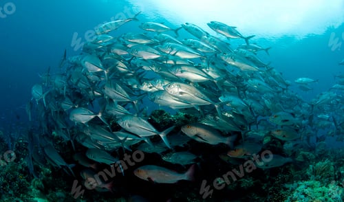 Preview: Shoal of silvery jacks, underwater view