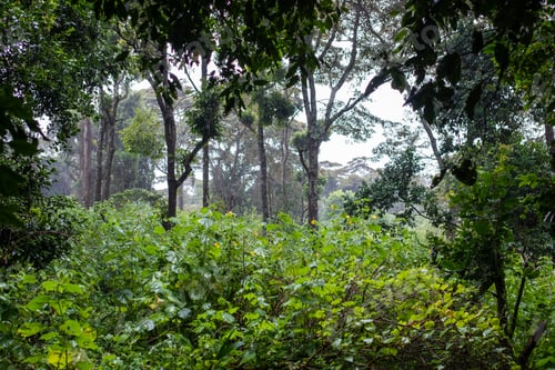 Preview: Breathtaking view of the green tropical jungle with beautiful plants and trees in Samburu, Kenya
