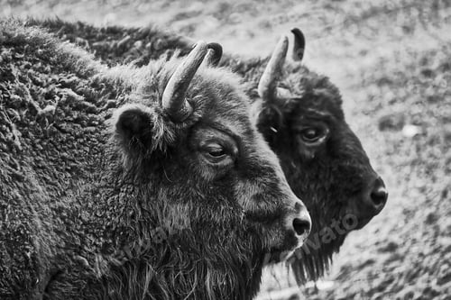Preview: Grayscale of the two European bisons in the forest of the Wildpark Gangelt, Germany