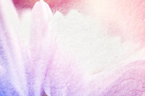 Preview: Vivid Color Chrysanthemums Petals On Mulberry Paper Texture