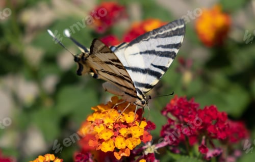 Preview: Butterfly on lantana red yellow color flowers. Swallowtail insect feeding on a blooming plant
