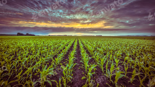 Preview: Corn field under setting sun in vintage colors