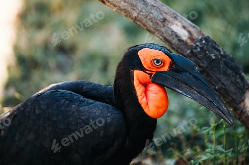 Preview: Side view of southern ground hornbill standing in nature