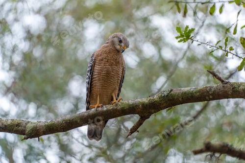 Preview: The red-shouldered hawk bird perching on a tree branch looking for prey to hunt in summer forest