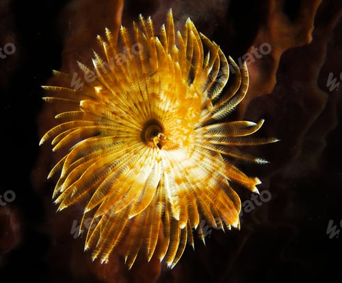 Preview: Amazing underwater world, Underwater world scene.