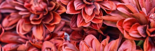 Preview: Close-up of vibrant red chrysanthemum flowers with intricate petal patterns