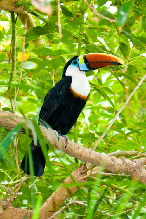 Preview: Toucan on branches, Terra Natura