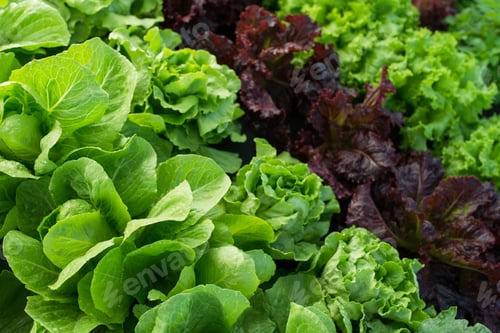 Preview: farm leaf lettuce field background