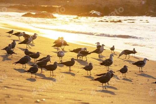 Preview: Sea gull