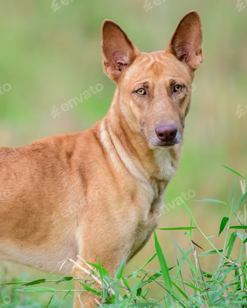 Preview: Ridgeback dog facial expressions. Standing with ears up and looking at the camera.