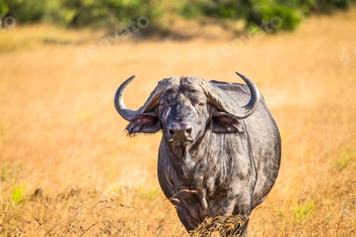 Preview: African buffalo looking at camera in the Masai Mara. Kenya