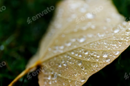 Preview: Beautiful green leaf texture with drops of water